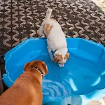 Ferienwohnung Bei Cooldog * Imst