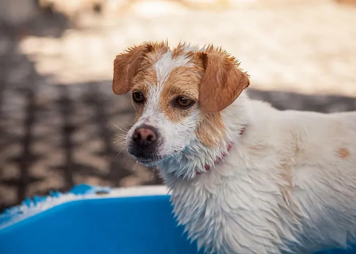 Appartement Ferienwohnung Bei Cooldog